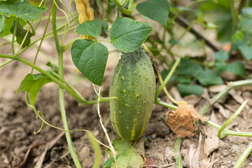 Obraz premium Green vegetable cucumber