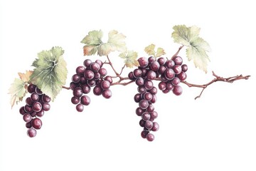 Fototapeta premium A delicate watercolor illustration of purple grapes on a vine, showcasing their lush color and detailed leaves against a clean background.