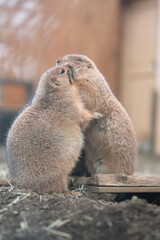 寄り添うプレーリードッグ