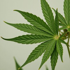 Close-up image of male hempcannabis leaf set against a backdrop