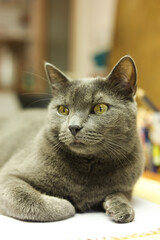 Beautiful grey cat lying on the table, close up portrait