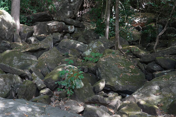stone rock of mountain in the forest
