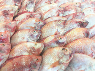 Fresh Tilapia on ice at Fish Market