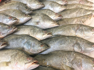 Fresh Seabass Harvest on ice