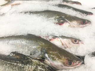 Fresh Catfish on Ice