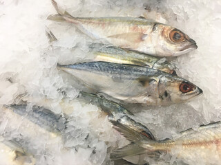 Fresh Mackerel on Ice