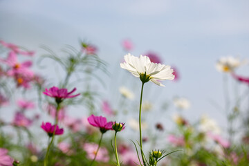
Cosmos field at Jim Thompson Farm, Nakhon Ratchasima Thailand, including other beautiful flowers and important exhibitions held every year in December.