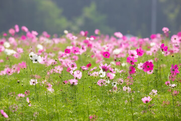 
Cosmos field at Jim Thompson Farm, Nakhon Ratchasima Thailand, including other beautiful flowers and important exhibitions held every year in December.