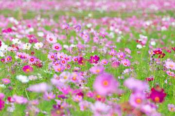 
Cosmos field at Jim Thompson Farm, Nakhon Ratchasima Thailand, including other beautiful flowers and important exhibitions held every year in December.