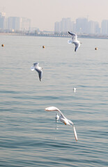 birds on lake