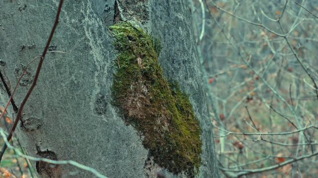 ree bark covered with moss