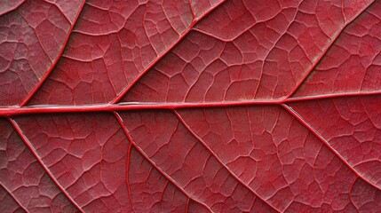 A macro shot of water drops aligned on the surface of a glossy red leaf.