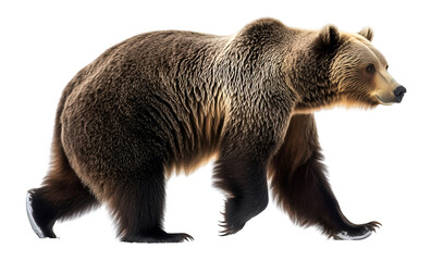 Obraz premium Grizzly bear walking with realistic fur texture, PNG image, Cutout, Isolated on white background