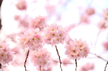 日本の櫻