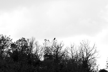 Bird of prey perched on deciduous tree branch. Countryside. Isolated trees against a white sky...
