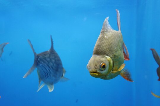 Red tailed tinfoil (Barbonymus altus) fish in aquarium tank
