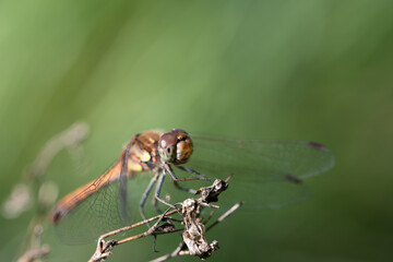 Close-up of a red dragonfly sitting on a branch. The insect is looking at the viewer. The compound eyes can be seen. There is space for text.