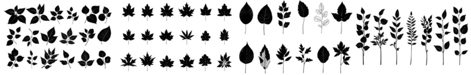 Fototapeta premium Monochrome silhouettes of tropical leaves, including palm, monstera, fern, and Hawaiian foliage, create a modern illustration set of forest elements.