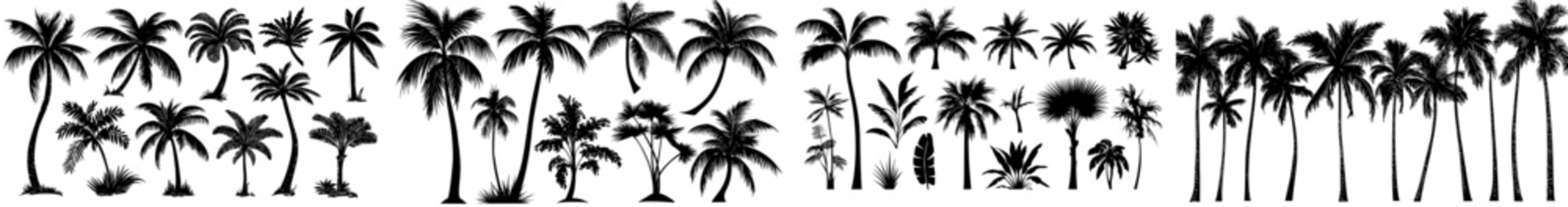 Collection of black palm tree silhouettes. Exotic tropical plant icons. Contemporary monochrome illustrations on a clear background.