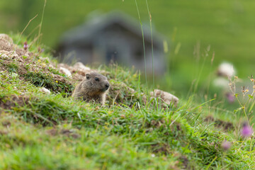 junges Alpenmurmeltier (marmota marmota) schaut aus seinem Tunneleingang heraus. In Kleinzemmalm, Österreich. Berghütte im Hintergrund.