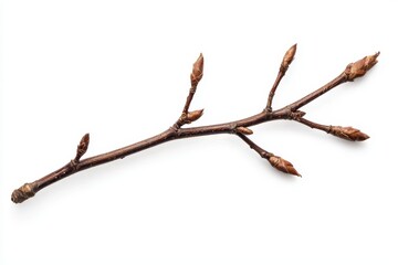 A thin twig with budding shoots, showcasing nature's renewal and the beauty of plant life.