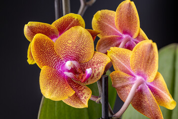 Floral concept. Orchid growing tips.  Most commonly grown house plants. Orchids blossom close up....