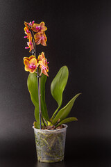 Floral concept. Orchid growing tips.  Most commonly grown house plants. Orchids blossom close up. Orchid flower pink and yellow bloom. Phalaenopsis orchid.