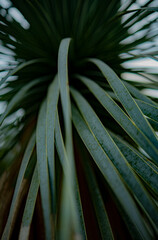 It is the appearance of a plant.