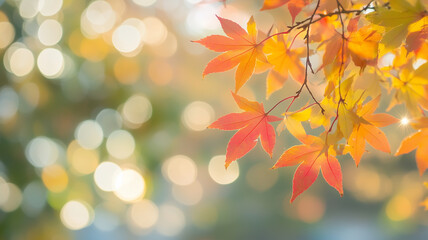 Fototapeta premium Autumn Bokeh Background with Warm Sunlight