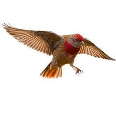 Obraz premium Linnet