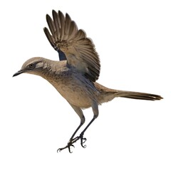 Obraz premium Northern Mockingbird