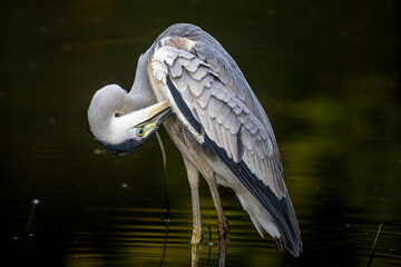 羽の手入れをするアオサギ