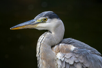 アオサギのアップ