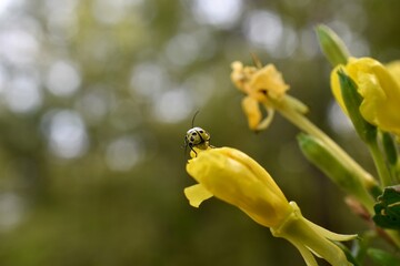 Asian yellow lady beetle on a yellow flower