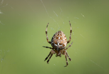 Close-up of a cross spider hanging in its web. The background is green with space for text.