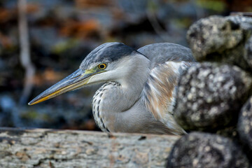 石垣から顔をだすアオサギ
