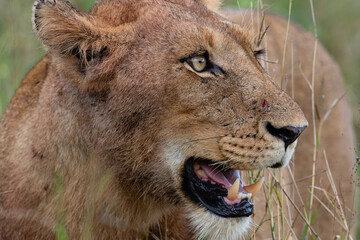 Fototapeta premium Portrait of a young male lion looking to the right