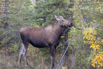 Cow Alaska Yukon Moose in Denali National Park Alaska in Autumn