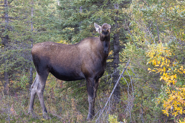 Cow Alaska Yukon Moose in Denali National Park Alaska in Autumn