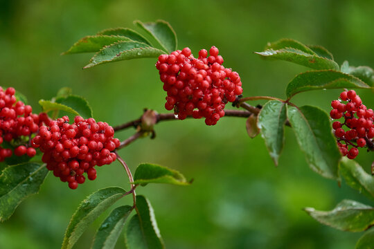 Roter Holunder (Sambucus racemosa)	