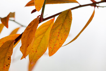 Blueberry leaves in autumn in the garden on a foggy morning