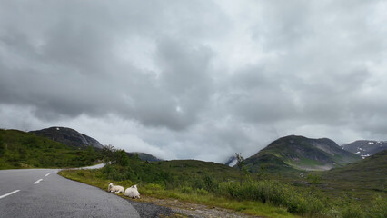 Norway. Mountains, fjords. landscape in Scandinavia in summer