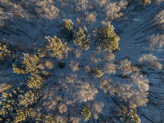 Aerial top view Natural landscape winter forest with fresh snow