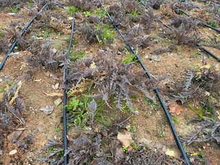 Juniperus horizontalis ‘Gold Strike’ Creeping Juniper. Close-up. Low spreading shrub. Creeping juniper or creeping cedar in autumn. Andorra Compact, Plumosa Compacta is an evergreen coniferous tree.
