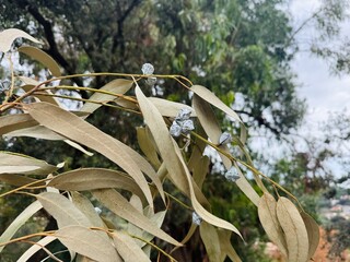 Close-up of Fresh Green Eucalyptus Leaves on the Tree.