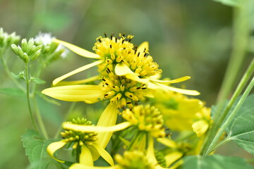 yellow wildflowers Verbesina alternifolia