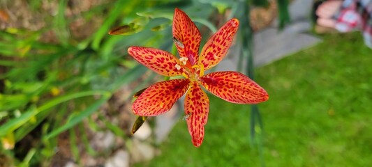 red and yellow candy or blackberry lily flower in bloom