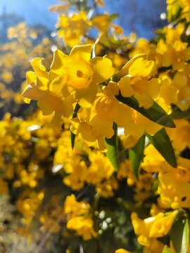 Gelsemium sempervirens, Carolina or Yellow Jessamine jasmine flowers on a fence