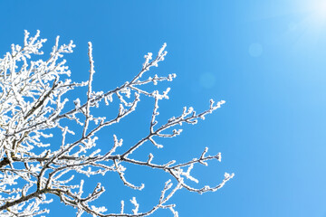 Tree branches are covered with white frost against a blue sky. Winter. Winter background