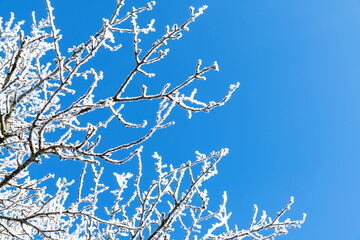 Tree branches are covered with white frost against a blue sky. Winter. Winter background
